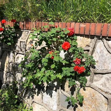 La Collina Di Albiro Affittacamere 아르콜라