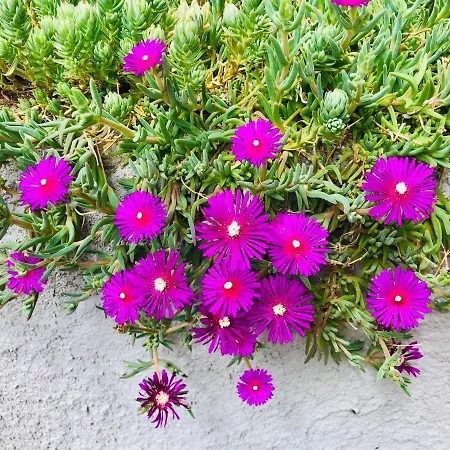 Pensión La Collina Di Albiro Affittacamere *