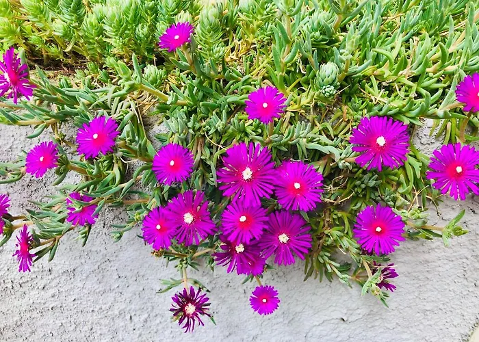 Gæstehus La Collina Di Albiro Affittacamere *